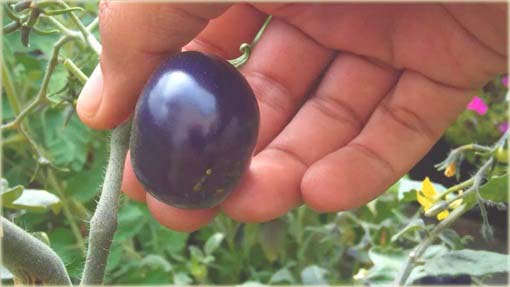 Pomidor doniczkowy mini niebieski