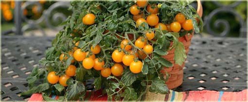 Pomidor doniczkowy mini żółty