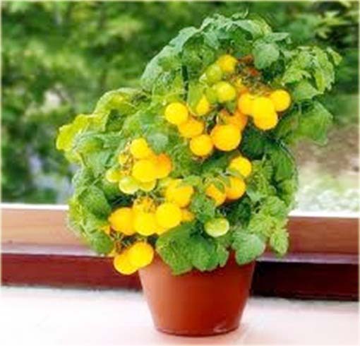 Pomidor doniczkowy mini żółty