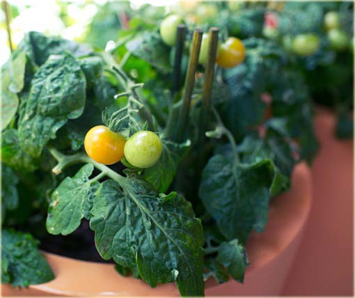 Pomidor doniczkowy mini żółty