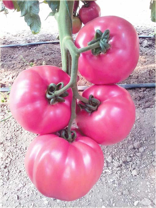 Pomidor duży różowy gronowy