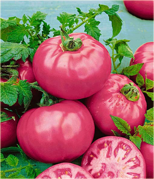Pomidor duży różowy gronowy