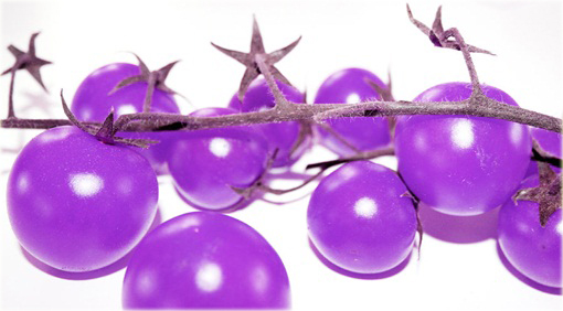 Pomidor fioletowy czereśniowy