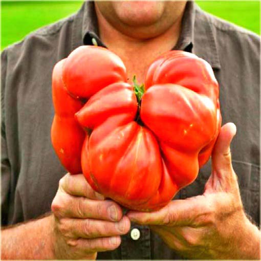 Pomidor Gigant czerwony