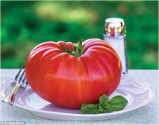 Pomidor Gigant czerwony