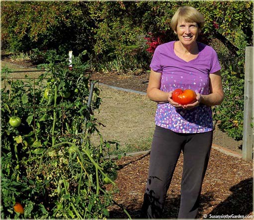 Pomidor Gigant czerwony