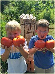 Pomidor Gigant czerwony