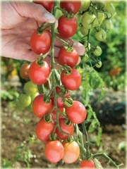 Pomidor gronowy koktajlowy mix