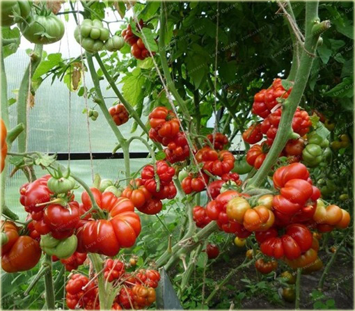 Pomidor olbrzymi Extra large wieloczłonowy super smaczny!