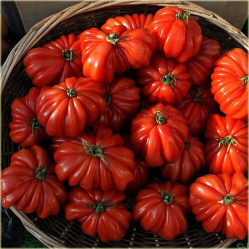 Pomidor olbrzymi Extra large wieloczłonowy super smaczny!