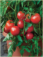 Pomidor olbrzymi Wielki Befsztyk