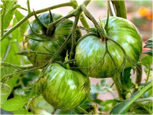 Pomidor zielony Zebra