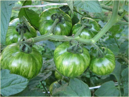 Pomidor zielony Zebra