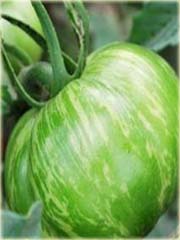 Pomidor zielony Zebra