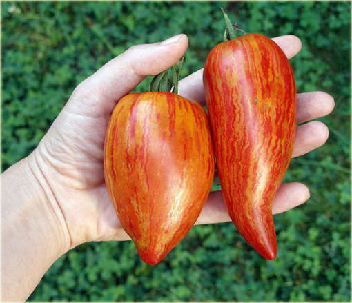 Pomidor plamisty, mozaikowy