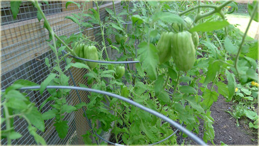 Pomidor plamisty, mozaikowy