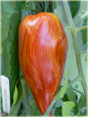 Pomidor plamisty, mozaikowy