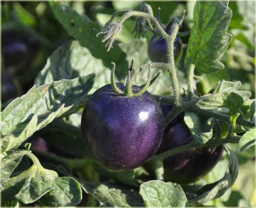 Pomidor purpurowy Cherry