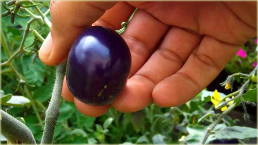 Pomidor purpurowy Cherry