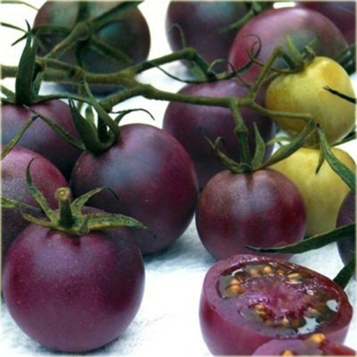 Pomidor purpurowy Cherry