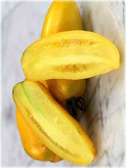 Pomidor Roman Candle