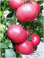 Pomidor różowy Karmel Anti Virus