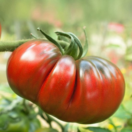 Nasiona Pomidor duży Super Steak, Tomato Super Steak