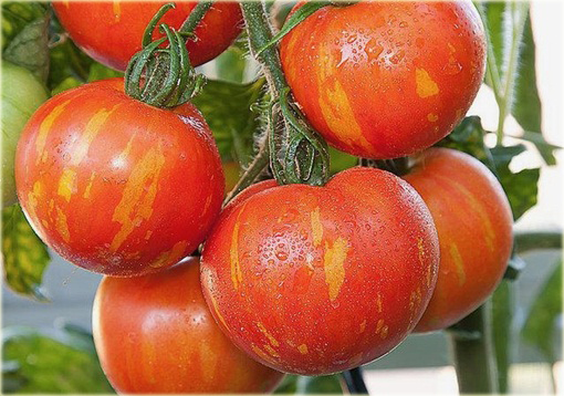 Pomidor Tigerella łaciaty super smaczny nowość!