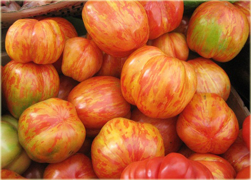 Pomidor Tigerella łaciaty super smaczny nowość!