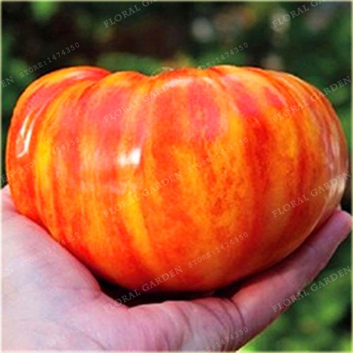 Pomidor Tigerella łaciaty super smaczny nowość!