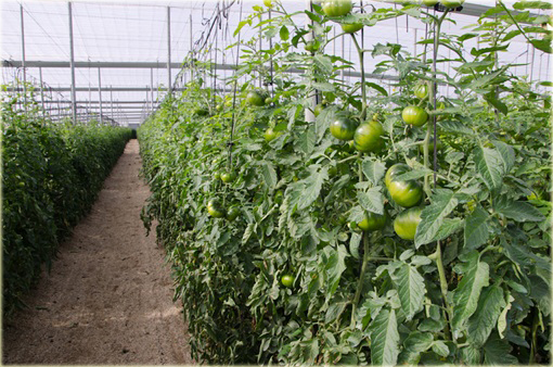 Pomidor Tigerella łaciaty super smaczny nowość!