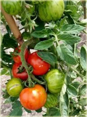 Pomidor Tigerella łaciaty super smaczny nowość!