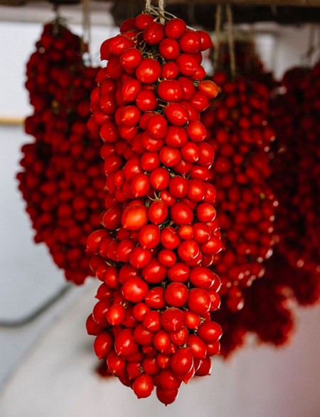 Nasiona Pomidor Piennolo z Wezuwiusza, Piennolo tomato from Vesuvius