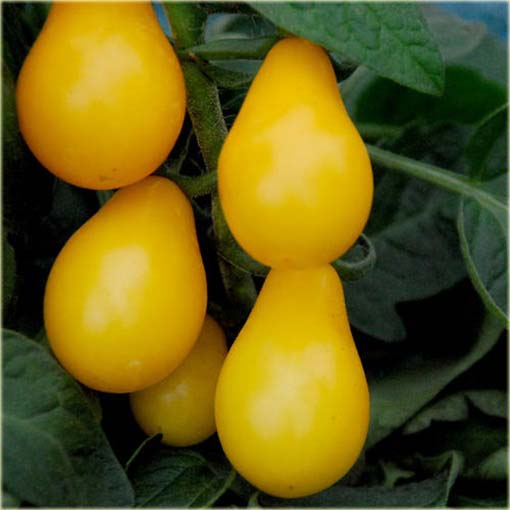 Pomidor żółty gruszkowy duży