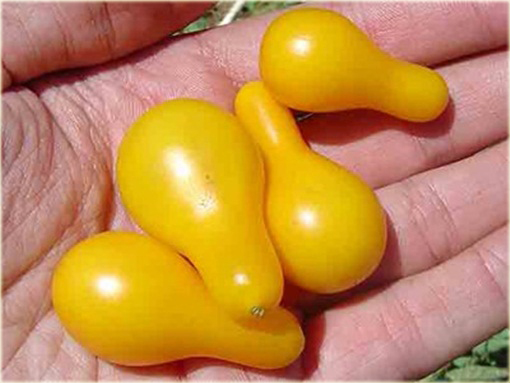 Pomidor żółty gruszkowy