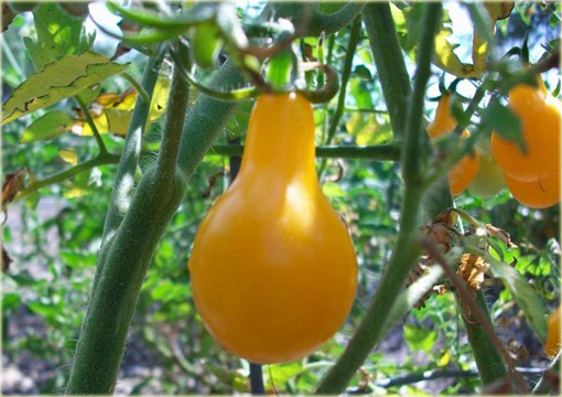 Pomidor żółty gruszkowy