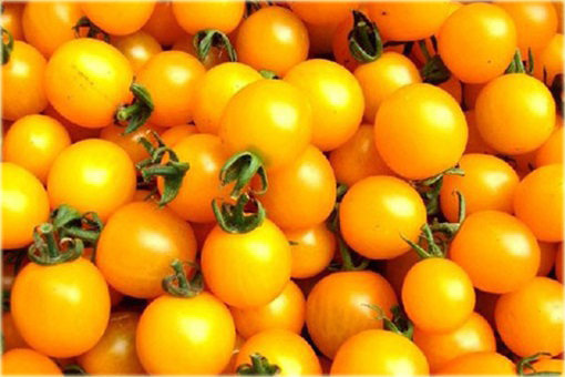 Pomidor żółty koktajlowy