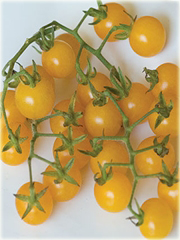 Pomidor żółty koktajlowy