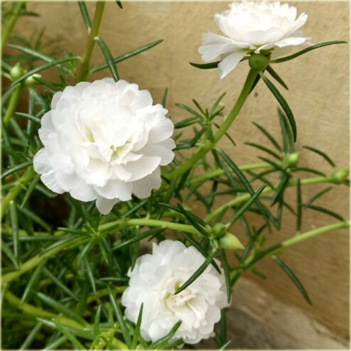 Portulaka balkonowa biała, kwiat słońca