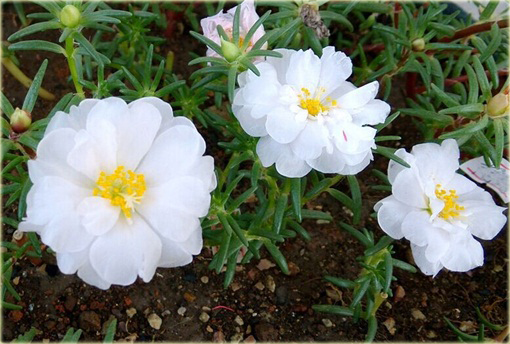 Portulaka balkonowa biała, kwiat słońca