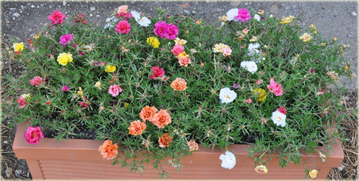 Portulaka balkonowa biała, kwiat słońca