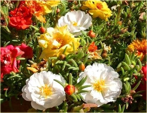 Portulaka balkonowa biała, kwiat słońca