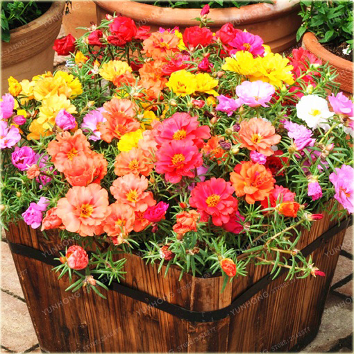 Portulaka balkonowa biała, kwiat słońca