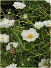 Portulaka balkonowa biała, kwiat słońca
