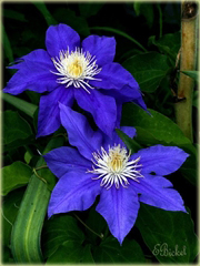 Powojnik ciemnoniebieski clematis piękne pnącze 
