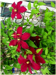 Powojnik czerwony clematis piękne pnącze 
