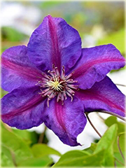 Powojnik Morning Glory różowo-fioletowy 
