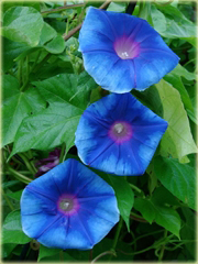 Powojnik Morning Glory mix kolorów 
