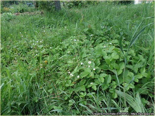 Poziomka ogrodowa jadalna