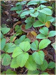 Poziomka ogrodowa jadalna